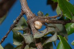 Kermesidae
