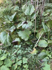 Symplocarpus foetidus