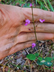Desmodium ciliare