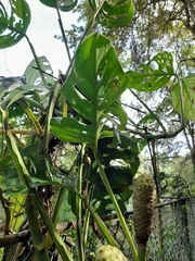 Monstera adansonii