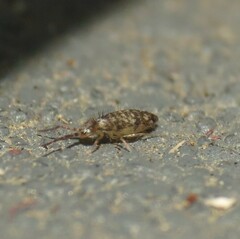 Entomobryidae
