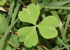 Oxalis debilis