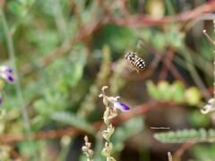 Dianthidium