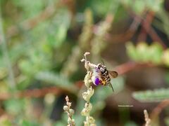 Dianthidium