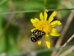 Acmaeodera alicia