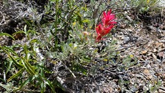 Castilleja applegatei