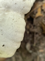 Loweomyces fractipes