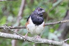 Pipilo erythrophthalmus