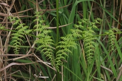 Pteridium aquilinum decompositum