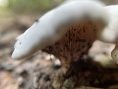Loweomyces fractipes