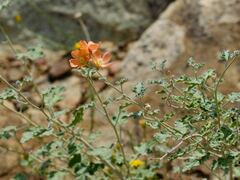 Sphaeralcea ambigua