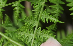 Pteridium aquilinum decompositum
