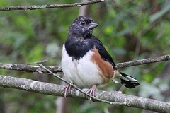 Pipilo erythrophthalmus