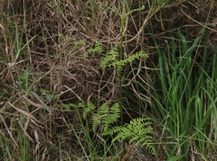 Pteridium aquilinum decompositum