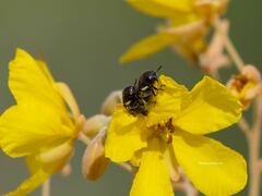 Acmaeodera alicia
