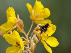 Acmaeodera alicia