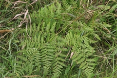 Pteridium aquilinum decompositum