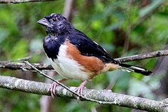 Pipilo erythrophthalmus