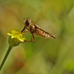Poecilanthrax arethusa