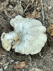 Loweomyces fractipes
