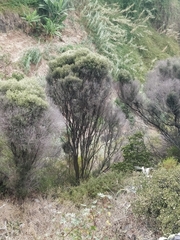 Olea europaea cerasiformis