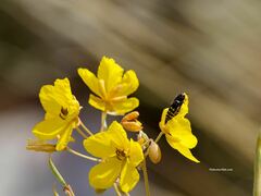 Acmaeodera alicia
