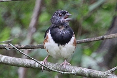 Pipilo erythrophthalmus