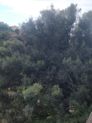Olea europaea cerasiformis