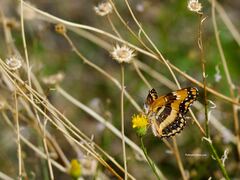 Chlosyne californica