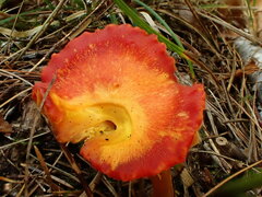 Hygrocybe punicea