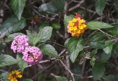 Lantana × strigocamara