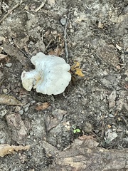 Loweomyces fractipes