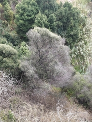Olea europaea cerasiformis