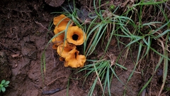 Craterellus ignicolor