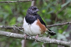 Pipilo erythrophthalmus