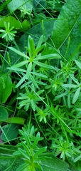 Galium mollugo