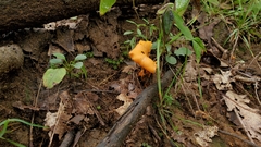 Craterellus ignicolor