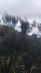 Olea europaea cerasiformis