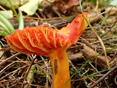 Hygrocybe punicea