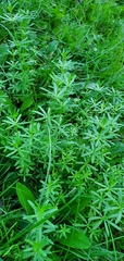 Galium mollugo