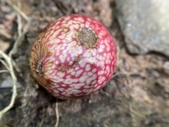 Amphibolips quercusjuglans