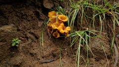 Craterellus ignicolor