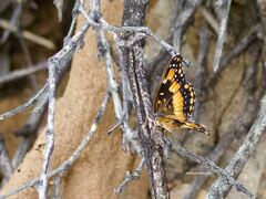 Chlosyne californica