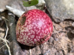 Amphibolips quercusjuglans