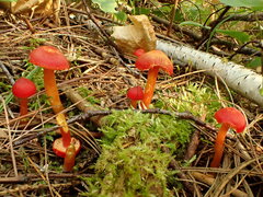 Hygrocybe punicea