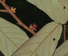 Theobroma subincanum