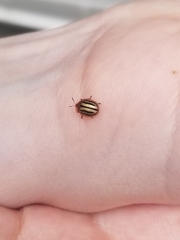 Agroiconota bivittata