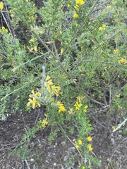 Genista monspessulana