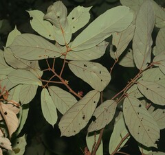 Theobroma subincanum