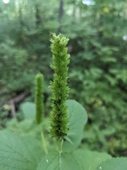 Agastache nepetoides